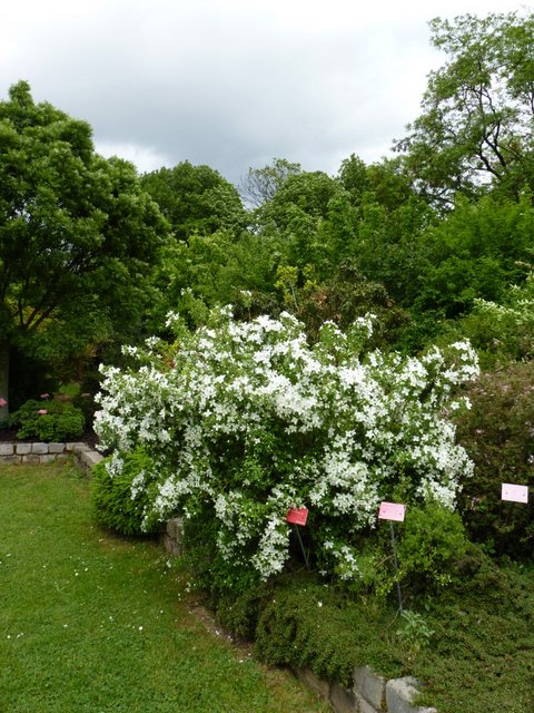 Philadelphus sp. P7